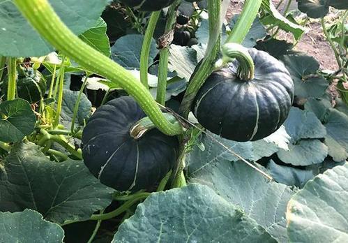 网红刘二萌吃瓜图片,趣味瞬间引网友热议 第3张 网红刘二萌吃瓜图片,趣味瞬间引网友热议 第3张