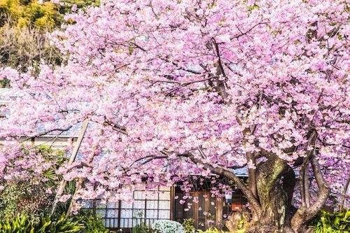 樱花最新爆料更新视频,揭秘视频背后的惊人真相! 第2张 樱花最新爆料更新视频,揭秘视频背后的惊人真相! 第2张