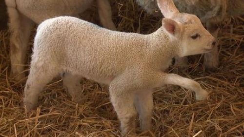 小羊最新爆料视频,幕后真相大曝光！  第1张